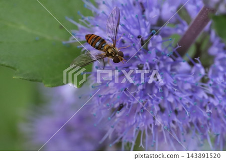 一隻纖細的食蚜蠅在秋日花園裡，從紫色的菊花中吸取花蜜。 143891520