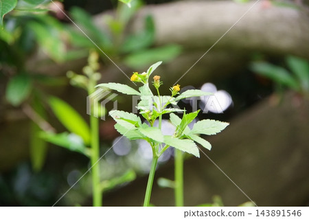 小黃花 小黃花 143891546