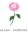 Hand-drawn illustration of a dahlia 143891563