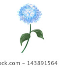 Hand-drawn illustration of a dahlia 143891564
