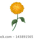 Hand-drawn illustration of a dahlia 143891565