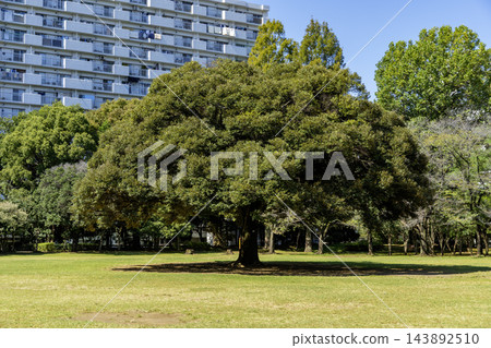 公園寬闊的草坪上矗立著一棵高大雄偉的象徵性樹木。 公園寬闊的草坪上矗立著一棵高大雄偉的象徵性樹木。 143892510