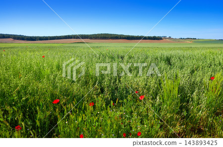 Spring meadow poppies at Castile La Mancha Spring meadow poppies at Castile La Mancha 143893425