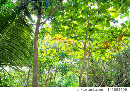 jungle rainforest atmosphere green background jungle rainforest atmosphere green background 143893806