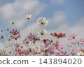 大波斯菊 大波斯菊田地 花園 143894020