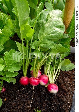 Radishes in an orchard at urban garden Radishes in an orchard at urban garden 143894625