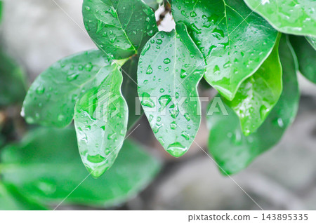 ficus pumila or climbing fig or MORACEAE and rain droplet or dew drop ficus pumila or climbing fig or MORACEAE and rain droplet or dew drop 143895335