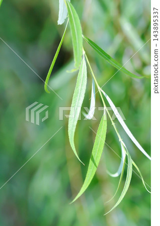 Salix babylonica var or pekinensis or Pendula or Weeping Willow or Salix babylonica L, SALICACEAE or Australian Willow Salix babylonica var or pekinensis or Pendula or Weeping Willow or Salix babylonica L, SALICACEAE or Australian Willow 143895337