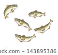 A hand-drawn illustration of migratory river fish, freshwater fish, and ayu (sweetfish). 143895386