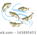 Hand-drawn illustration of migratory river fish, freshwater fish, and ayu (sweetfish) with background. 143895453