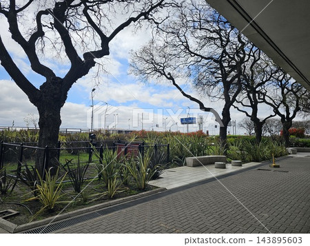 Twisting Bare Tree Branches Above Planted Median Twisting Bare Tree Branches Above Planted Median 143895603