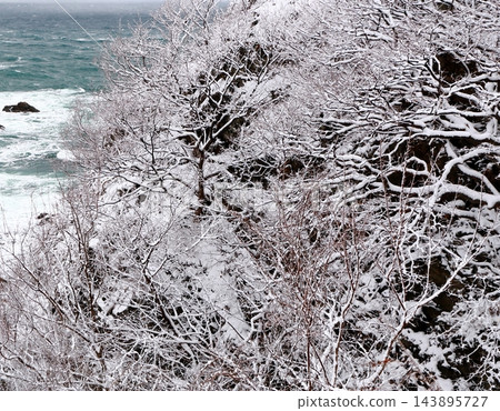 白雪皚皚的懸崖上的樹木 白雪皚皚的懸崖上的樹木 143895727