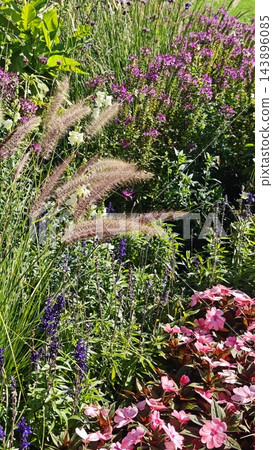 Colorful summer garden border with pink flowers, purple blooms, ornamental grass plumes, green foliage, and layered planting in a sunlit outdoor flower garden landscape Colorful summer garden border with pink flowers, purple blooms, ornamental grass plumes, green foliage, and layered planting in a sunlit outdoor flower garden landscape 143896085