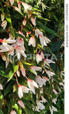 Cascading ornamental shrub branches with pale pink and white bell shaped flowers among glossy green leaves in bright natural light, detailed floral garden foliage and greenery Cascading ornamental shrub branches with pale pink and white bell shaped flowers among glossy green leaves in bright natural light, detailed floral garden foliage and greenery 143896086