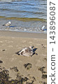 Seabirds resting on wet sand beside rolling ocean waves, with a mottled juvenile gull in the foreground and pale gulls near the shoreline on a coastal beach and shore 143896087