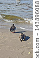 Two ducks resting on a sandy beach beside gently breaking waves, with wet shoreline, footprints, scattered shells, long shadows, and textured water in a coastal scene 143896088