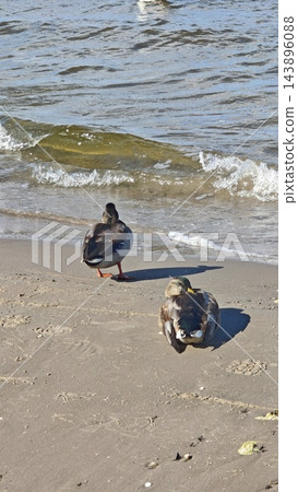 Two ducks resting on a sandy beach beside gently breaking waves, with wet shoreline, footprints, scattered shells, long shadows, and textured water in a coastal scene Two ducks resting on a sandy beach beside gently breaking waves, with wet shoreline, footprints, scattered shells, long shadows, and textured water in a coastal scene 143896088