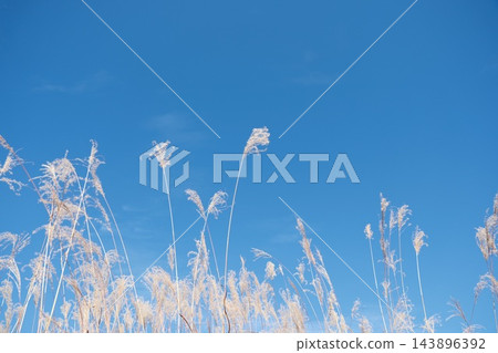 閃亮的蒲葦草穗伸向藍天，構成了一幅清新怡人的秋日景象。 143896392