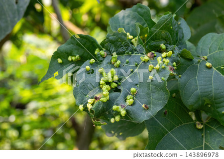 Close-up of green leaf infected with insect galls and leaf curl disease. Plant pathology specimen growing on tree foliage in garden environment. Close-up of green leaf infected with insect galls and leaf curl disease. Plant pathology specimen growing on tree foliage in garden environment. 143896978
