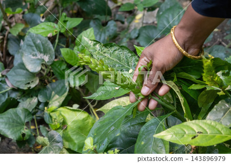 Hand touching green leaves and flower spike of Justicia adhatoda plant. Malabar nut herbal medicinal plant growing in natural outdoors. Hand touching green leaves and flower spike of Justicia adhatoda plant. Malabar nut herbal medicinal plant growing in natural outdoors. 143896979