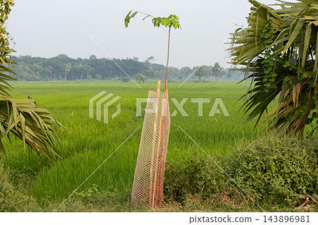 Young tree sapling protected by a plastic mesh guard next to a green paddy field. Tree plantation project in a rural agricultural landscape. 143896981