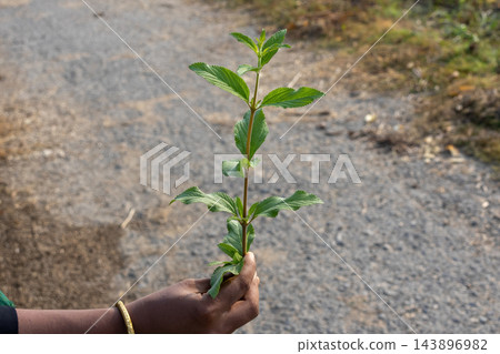 Close-up of a hand holding a wild green plant stem with leaves. Lantana camara weed shoot held against a blurred road background. Close-up of a hand holding a wild green plant stem with leaves. Lantana camara weed shoot held against a blurred road background. 143896982