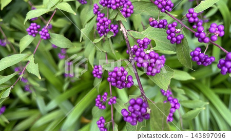 這是一張日本紫珠(Callicarpa japonica)鮮豔的紫色漿果的照片,它們像鈴鐺一樣成串懸掛著。這是一種秋季植物,結出的漿果很小,成簇生長。 這是一張日本紫珠(Callicarpa japonica)鮮豔的紫色漿果的照片,它們像鈴鐺一樣成串懸掛著。這是一種秋季植物,結出的漿果很小,成簇生長。 143897096