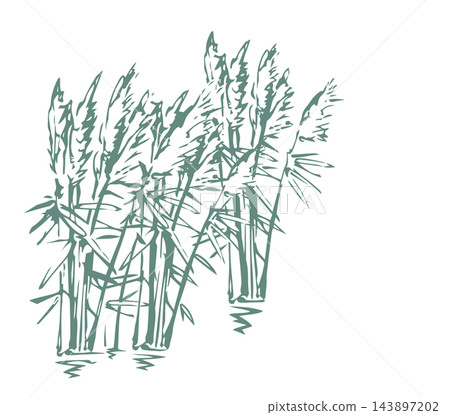 Vector drawing. Reeds in the lake Vector drawing. Reeds in the lake 143897202