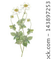 Japanese anemone (Anemone hupehensis) painted in watercolor, 2 stems, white. 143897253