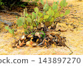 Prickly Pear Cactus Sonora Desert Arizona 143897270