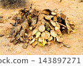 Dead Prickly Pear Cactus Sonora Desert Arizona 143897271