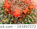 Arizona Blossoming Barrel Cactus 143897272