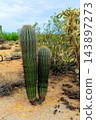 Young Saguaro Cactus Sonora desert Arizona 143897273