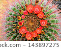 Arizona Blossoming Barrel Cactus 143897275