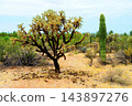 Young Saguaro Cactus Sonora desert Arizona 143897276