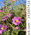 Blue sky and cosmos 143897418