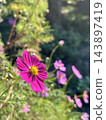 Blue sky and cosmos 143897419
