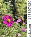 Blue sky and cosmos 143897420