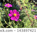 Blue sky and cosmos 143897421