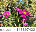 Blue sky and cosmos 143897422