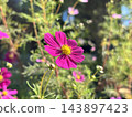 Blue sky and cosmos 143897423