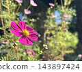 Blue sky and cosmos 143897424