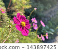 Blue sky and cosmos 143897425