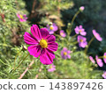 Blue sky and cosmos 143897426