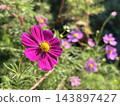 Blue sky and cosmos 143897427