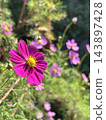 Blue sky and cosmos 143897428