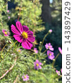 Blue sky and cosmos 143897429