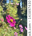 Blue sky and cosmos 143897430