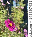 Blue sky and cosmos 143897431