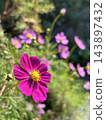 Blue sky and cosmos 143897432